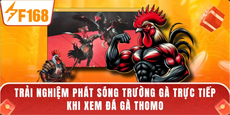 Trải nghiệm phát sóng trường gà trực tiếp khi xem đá gà Thomo